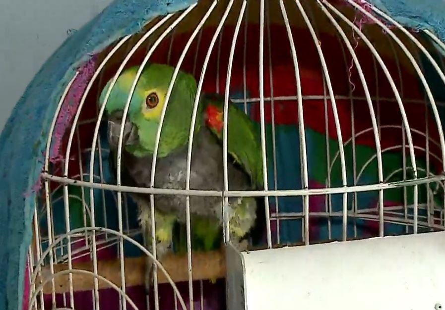 manifestacao-feminicidio-bailarina-maringa-mago