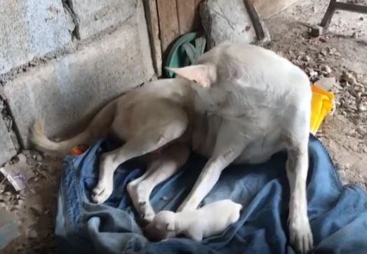 tubarao-tigre-amizade-mergulhador-20-anos