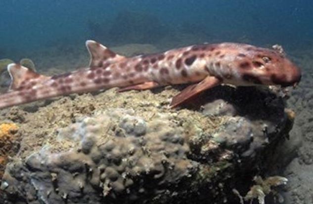 tubarao-que-anda-descoberto-pesquisadores