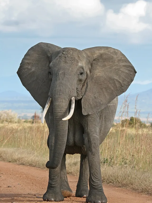 web story capa isadora (2)