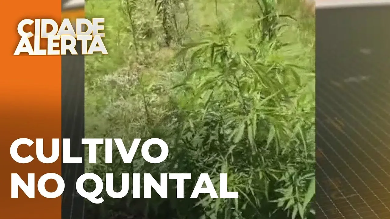 Guardas Municipais de Marialva apreendem pé de maconha cultivado em quinta