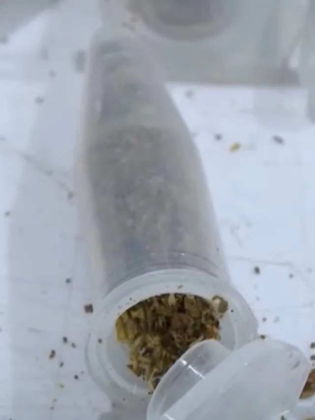 "A Droga Zumbi": série de reportagens da RICtv ganha Prêmio ABP de Jornalismo