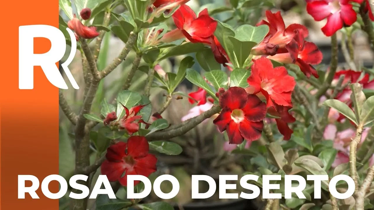 Flores ornamentais apresentam crescimento de 15% na produção no Paraná; Rosa do Deserto se destaca