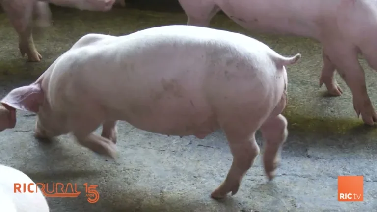 Chamada RIC Rural  para 22/09/24