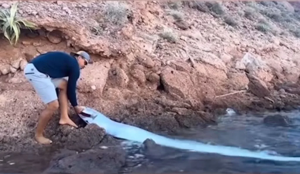 peixe-remo no Espírito Santo sendo ajudado por um pescador