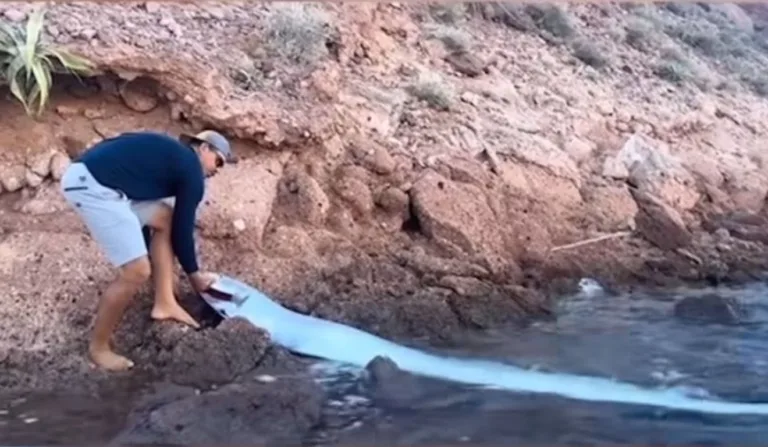 peixe-remo no Espírito Santo sendo ajudado por um pescador
