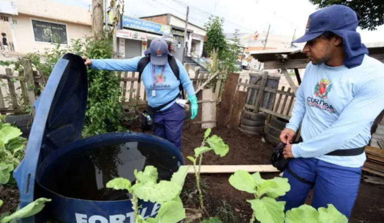 dengue curitiba