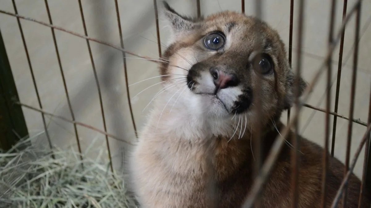 Alguns animais são soltos na natureza novamente, outros não é possível