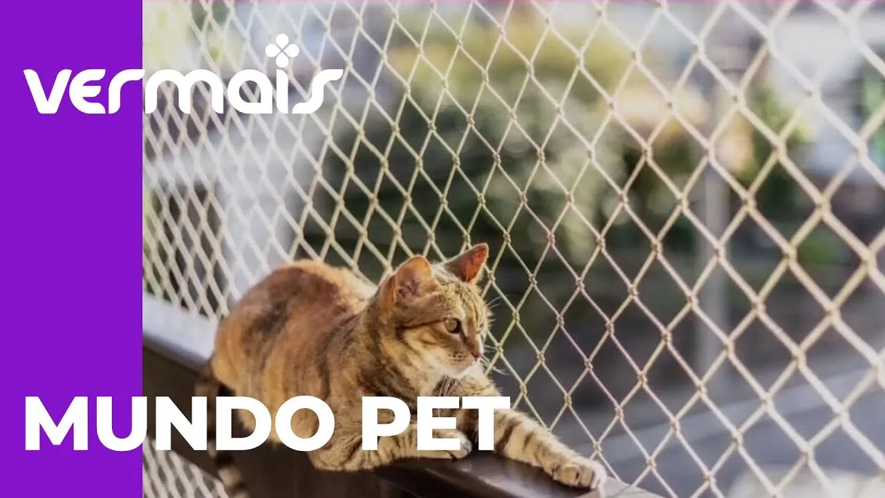 Pets: saiba os segredos para o bem-estar dos seus gatinhos
