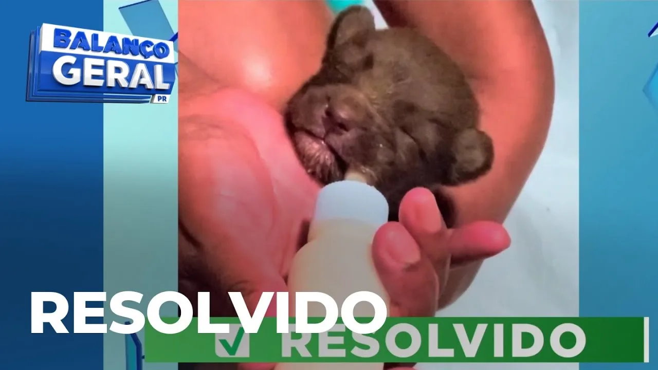 Animais abandonados em contêineres e sargento remanejado após reclamação dos pais: resolvidos