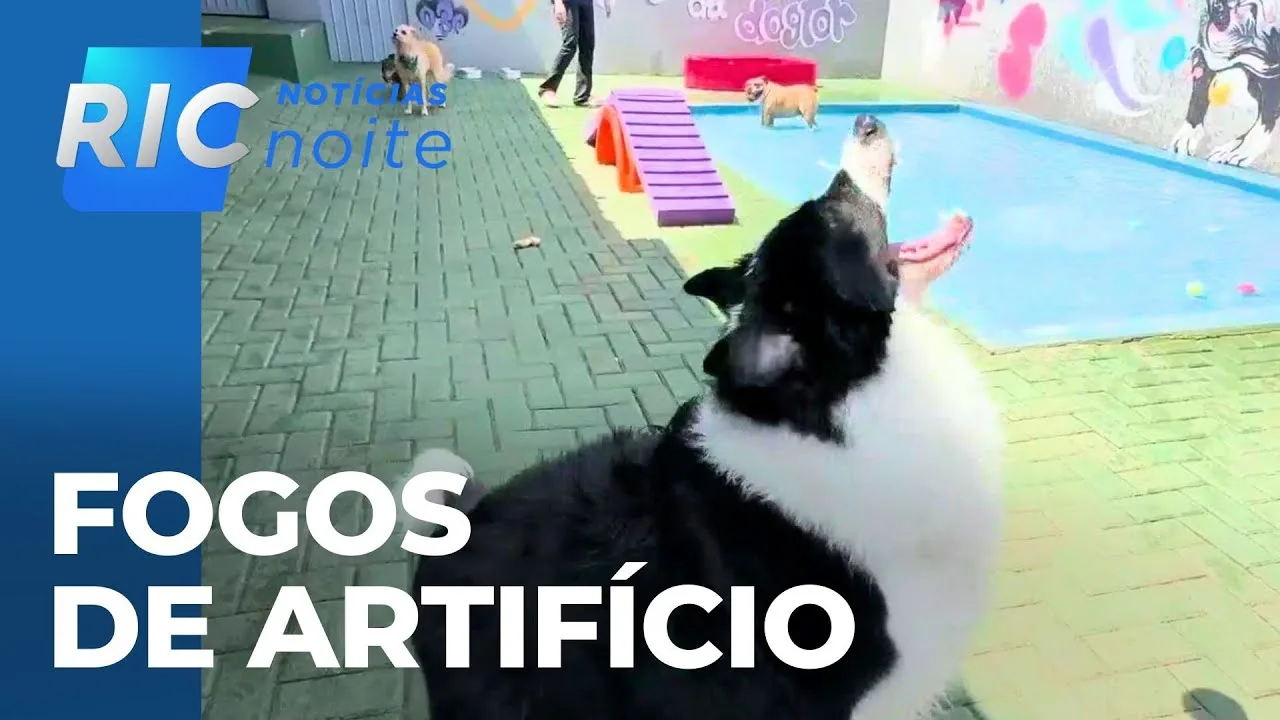 Lei proíbe fogos de artifício com estampido, mas o desrespeito exige cuidados com animais