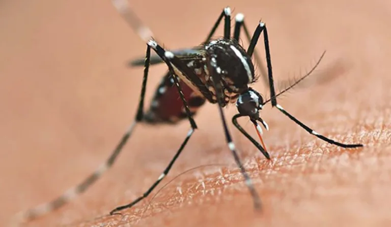 Um óbito foi confirmado pela dengue