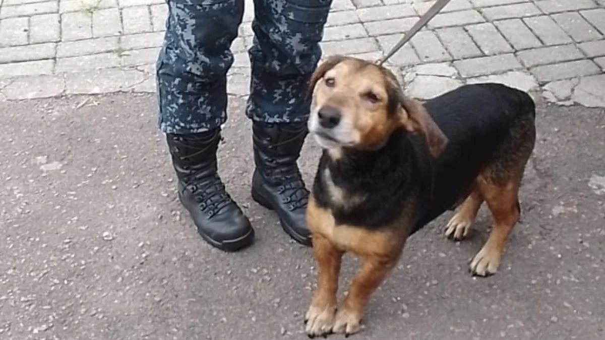 cachorro resgatado em Curitiba