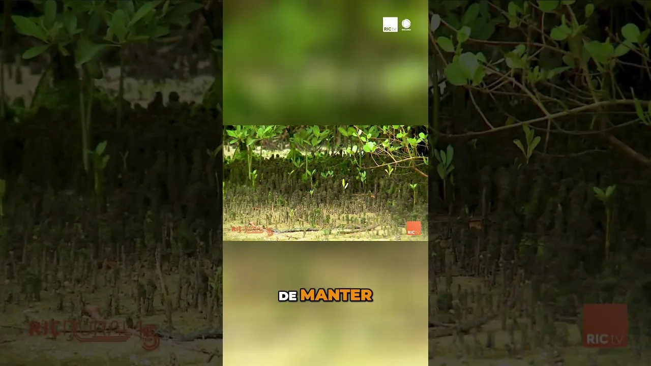 Protegendo os Manguezais: Ação Conjunta das Autoridades #Manguezais #segurança #natureza