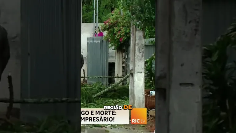 Queda de árvore mata empresário, em Curitiba, após cair em cima do carro deste