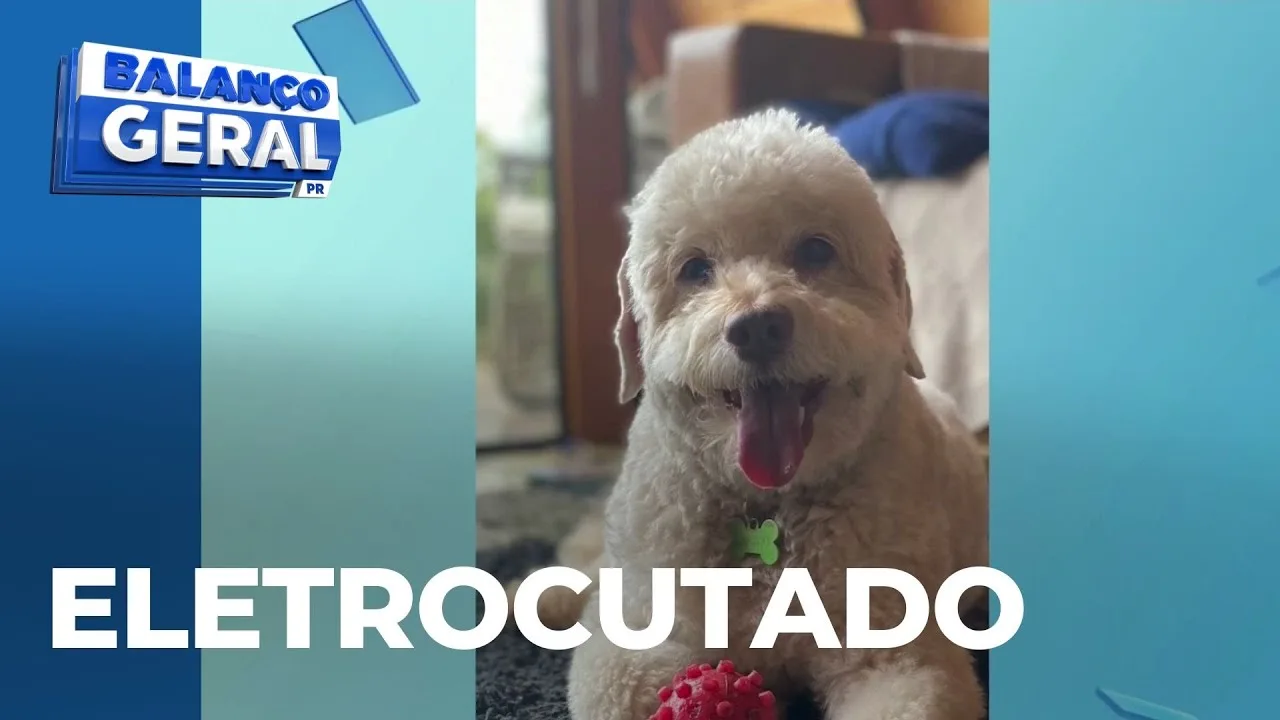 Cachorro morre eletrocutado após ficar preso em fio de energia que caiu