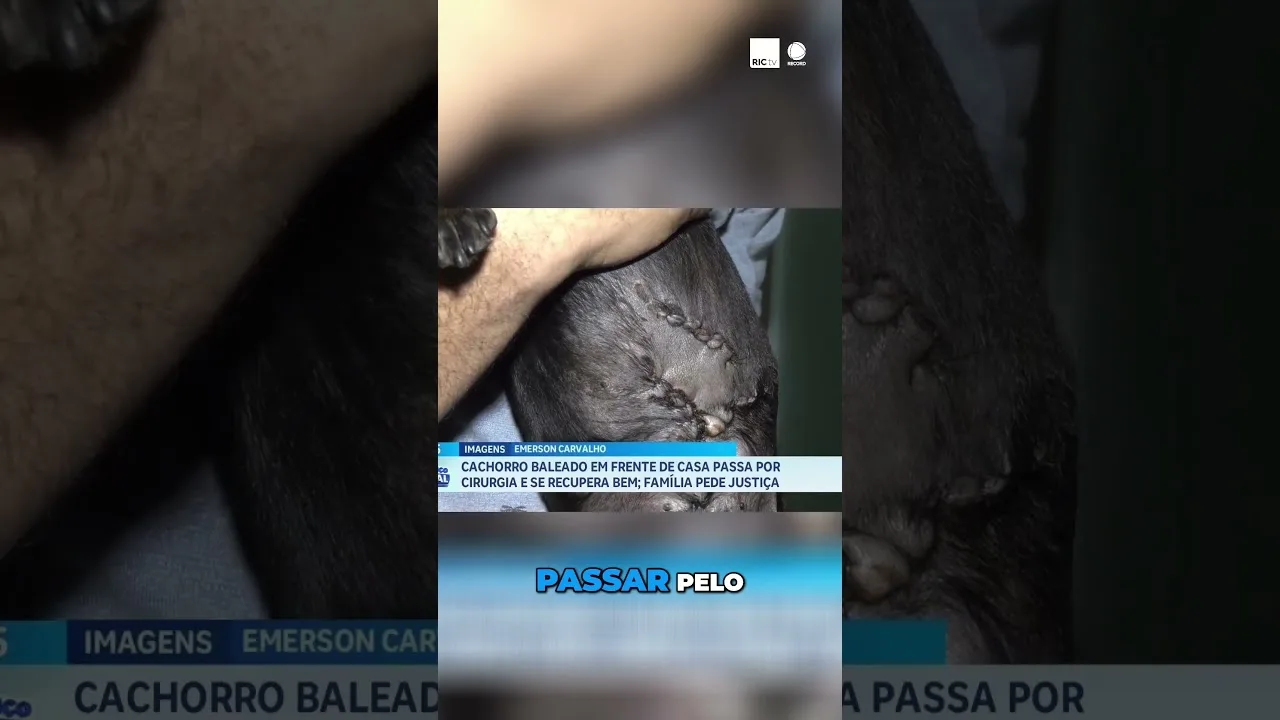 Cachorro, baleado em frente de casa, passa por cirurgia e se recupera; família pede justiça