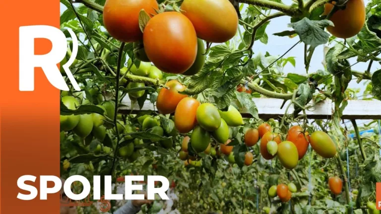 Spoiler Orgulho da Terra 2024