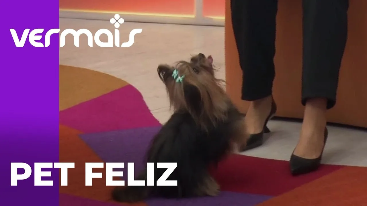 A felicidade do seu pet: os sinais que você não pode ignorar