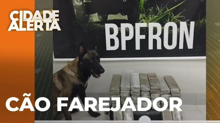 Luta contra o tráfico: BPFRON realiza apreensões de drogas em ônibus com ajuda de cão farejador