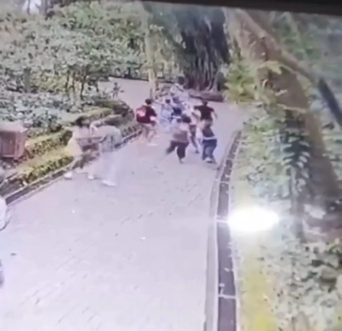 Árvore gigante cai e mata duas turistas em santuário; veja o vídeo