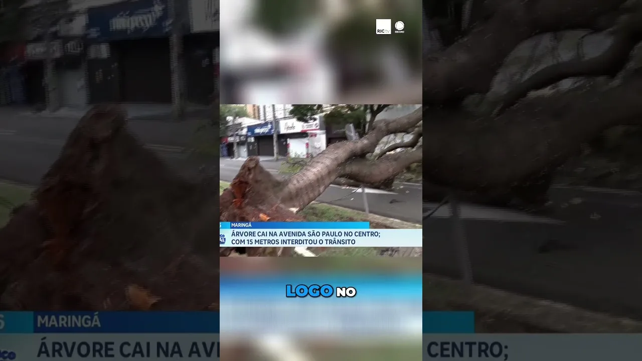 Temporal: árvore, de 15 metros, cai no centro de Maringá e interdita o trânsito