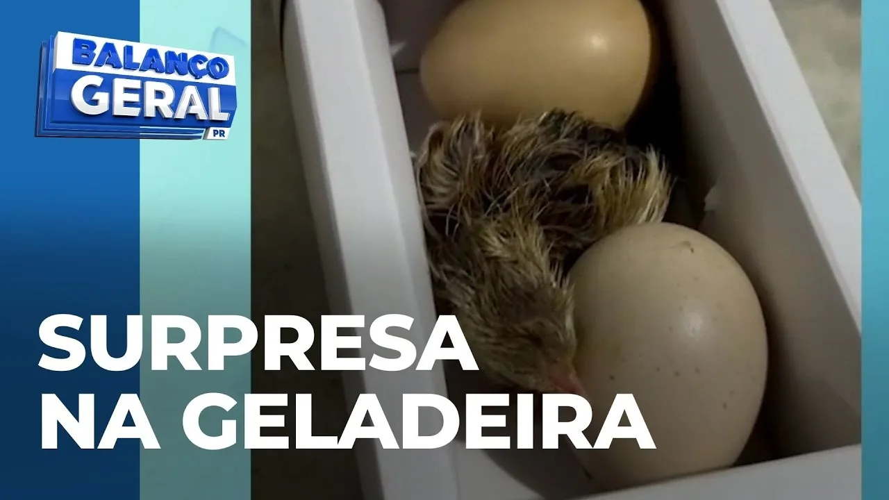 Surpresa na geladeira: Ovos chocam e dois pintinhos nascem em Maringá