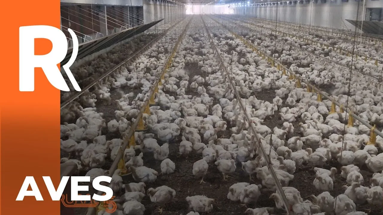 Confira o vencedor da categoria Aves no prêmio Orgulho da Terra