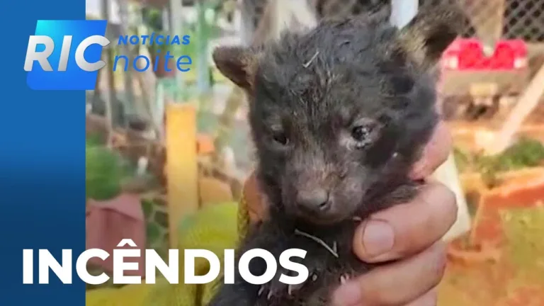 Semana é marcada pelos incêndios ambientais e seus impactos na nossa saúde