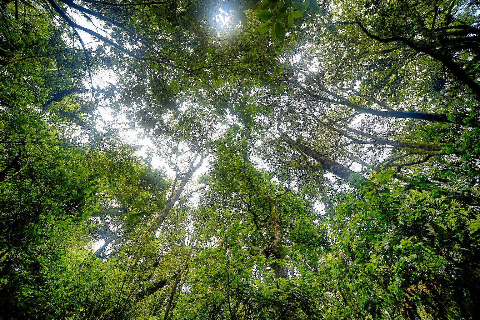 Deputados votam alterações nas licenças ambientais; veja no RIC Notícias Opinião