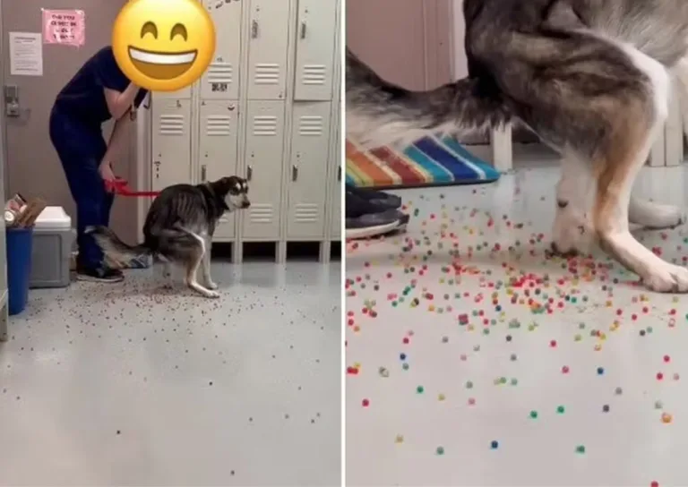 Cão viraliza ao expelir centenas de bolinhas de gel 