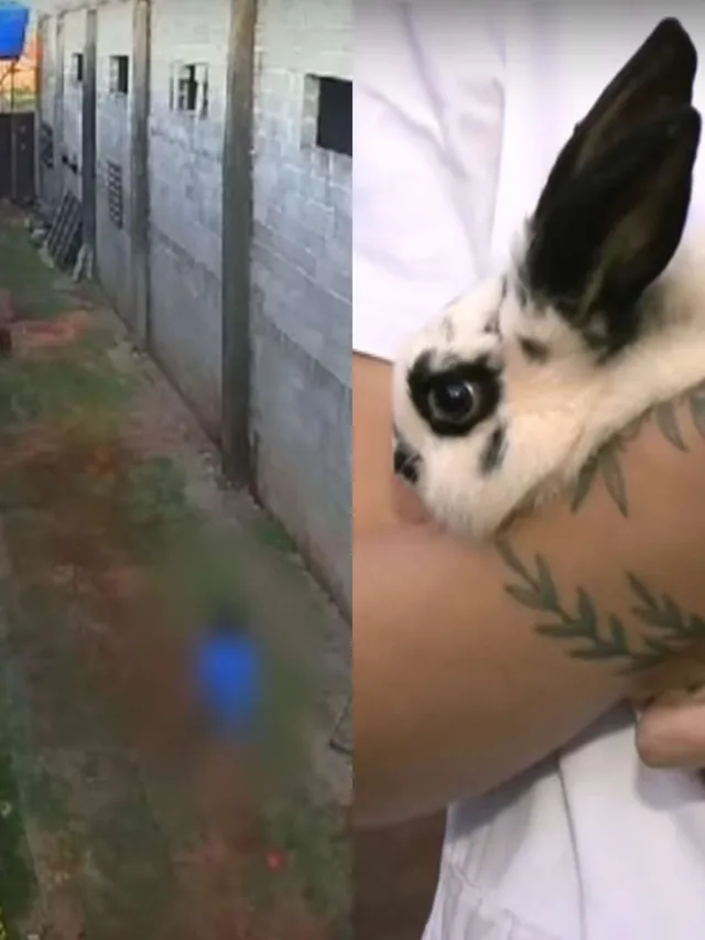 criança mata animais