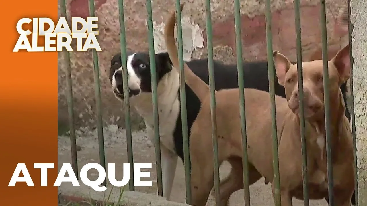Ataque de Pit Bull: homem vai socorrer idosa na rua e sofre parada cardíaca em Piraquara