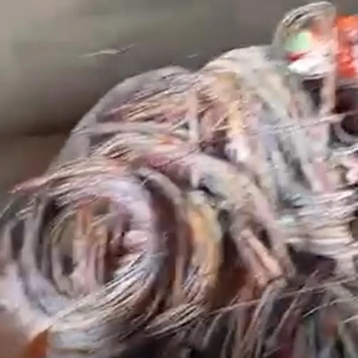 Três membros de quadrilha que furta fios de cobre são presos na Grande Curitiba