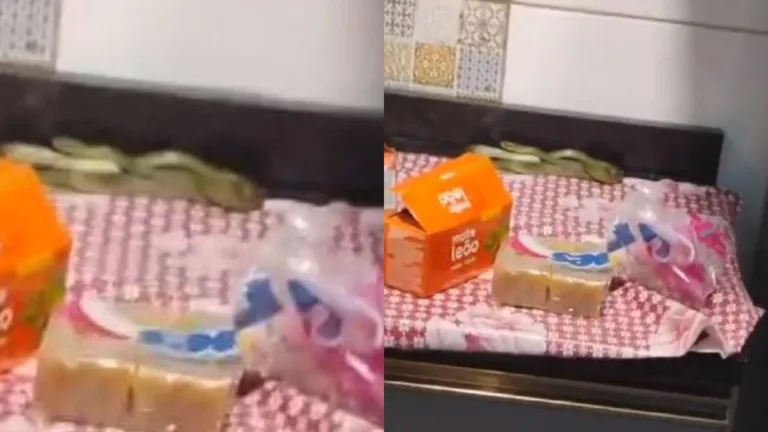 cobra-verde é perigosa e não deve ser manuseada