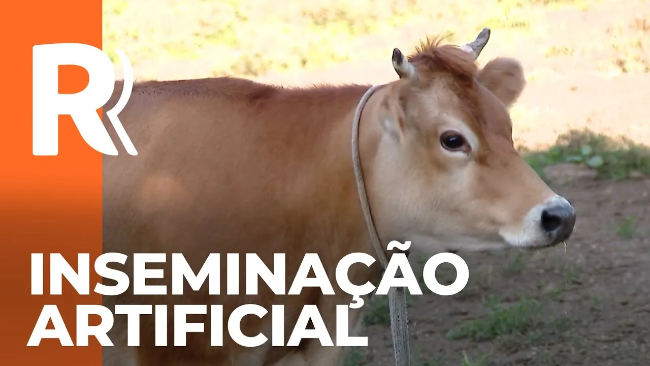 Inseminação artificial nos rebanhos promete melhorar genética do gado em Campo Largo