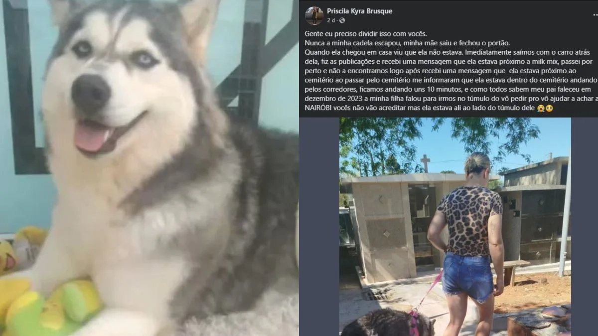 A cachorra foi encontrada após uma publicação nas redes sociais
