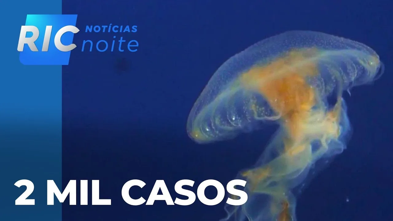 Águas-vivas: 2 mil casos foram registrados no litoral em apenas dois dias