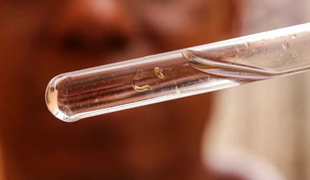 Larva do mosquito da dengue sob análise laboratorial