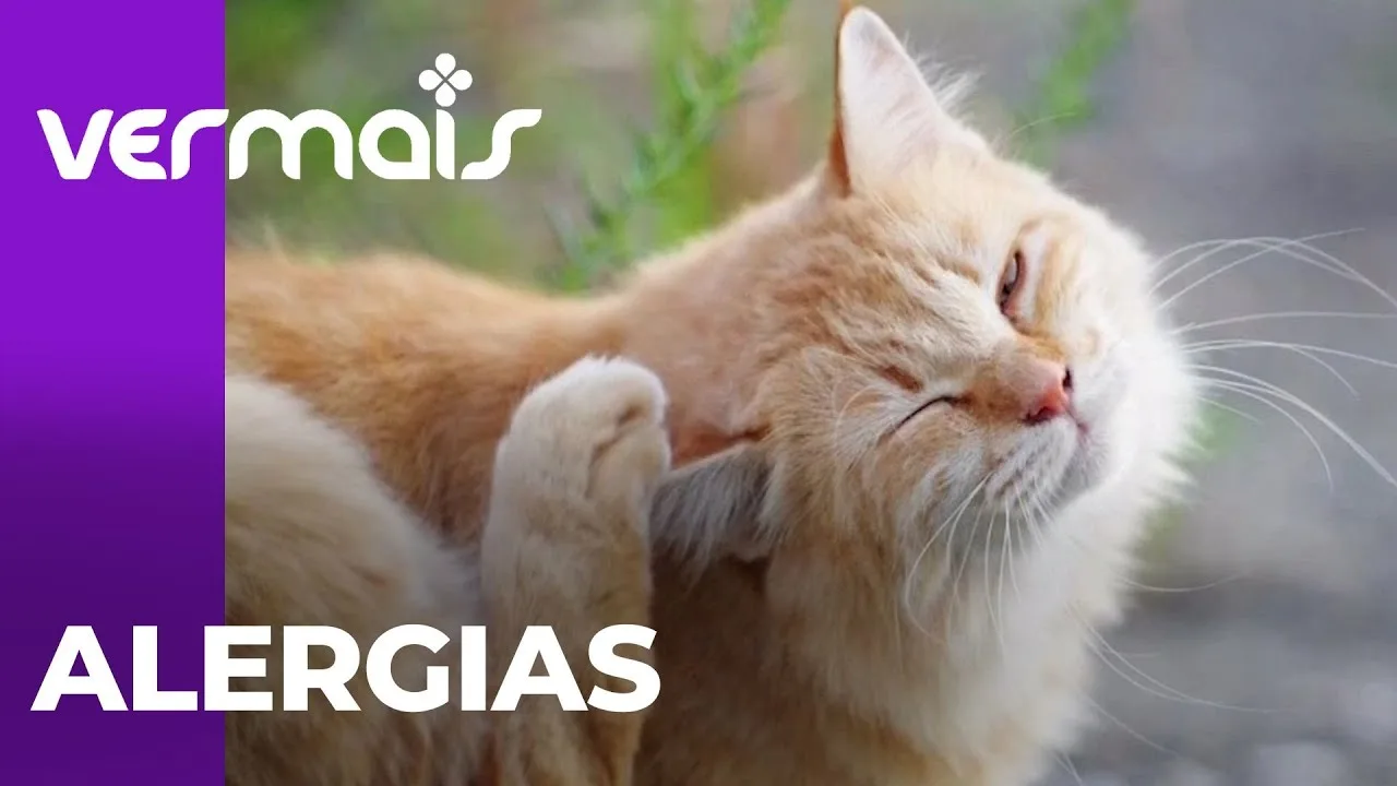 Saúde dos pets: saiba mais sobre alergias nos animais de estimação