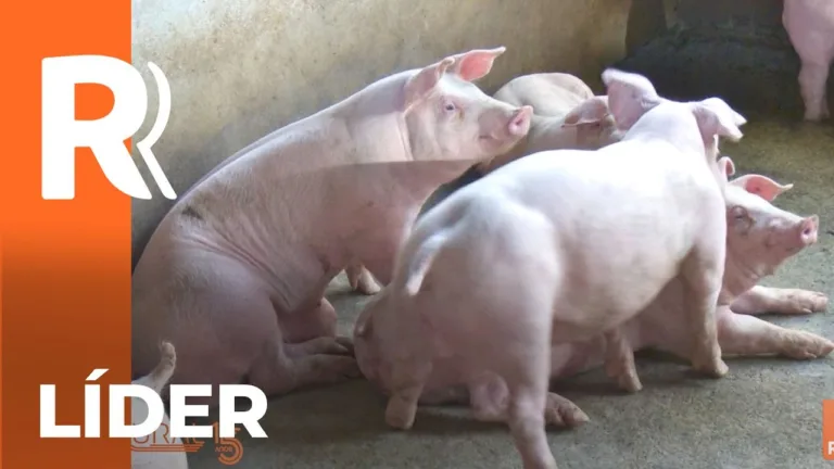Paraná lidera produção suínos e aves
