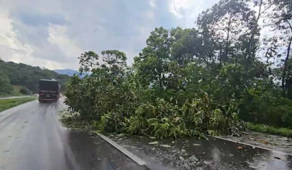 Queda de árvores interdita parcialmente a BR-277, em Morretes