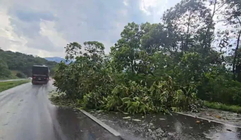 Queda de árvores interdita parcialmente a BR-277, em Morretes