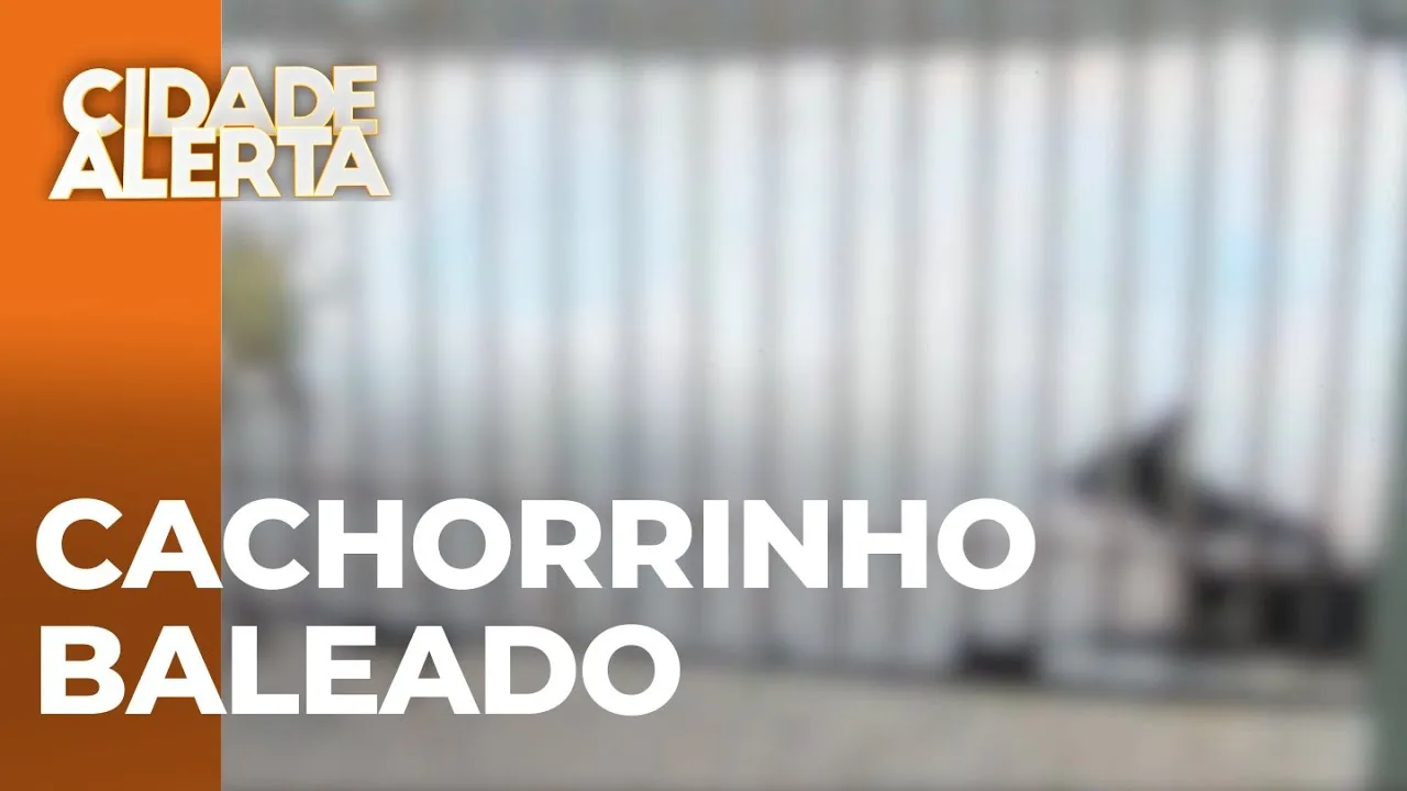 Cachorrinho é baleado enquanto esperava tutora abrir portão