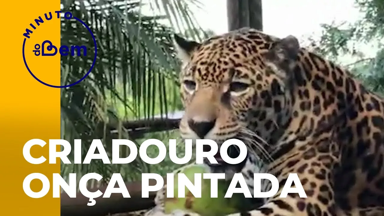 Minuto do Bem: Criadouro Onça Pintada: