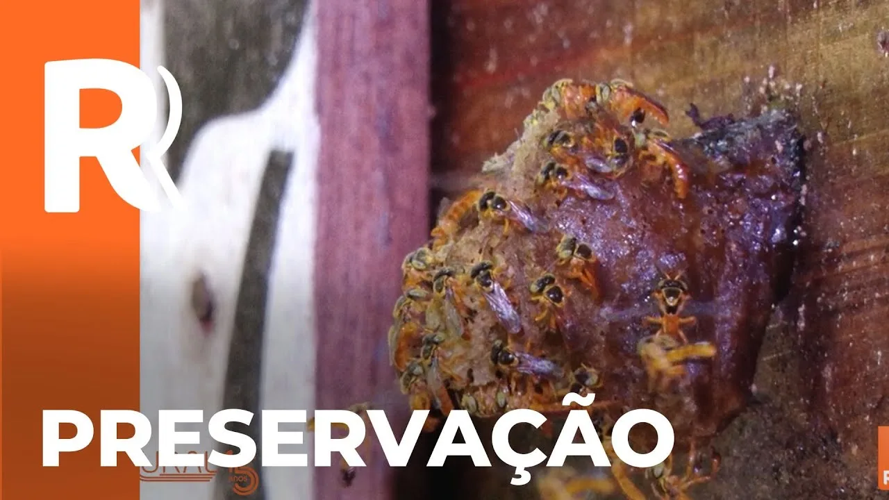 Projeto jardins de mel em Cascavel