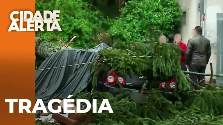 Queda de árvore mata empresário, em Curitiba, após cair em cima do carro deste