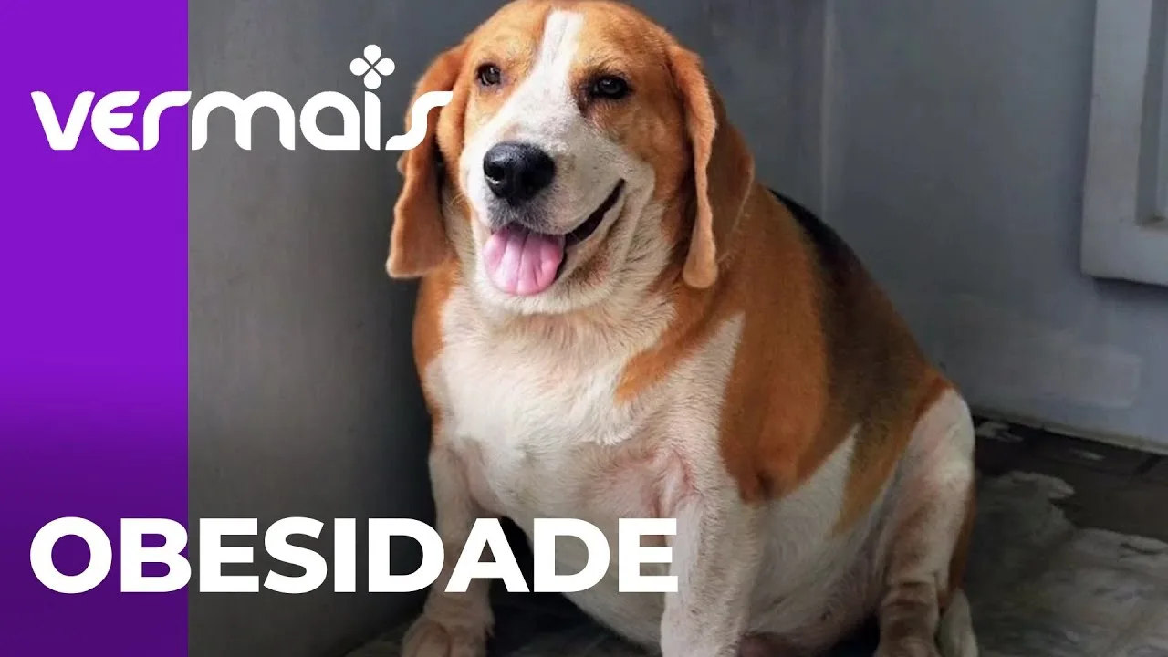 Alimentação balanceada para evitar obesidade em pets