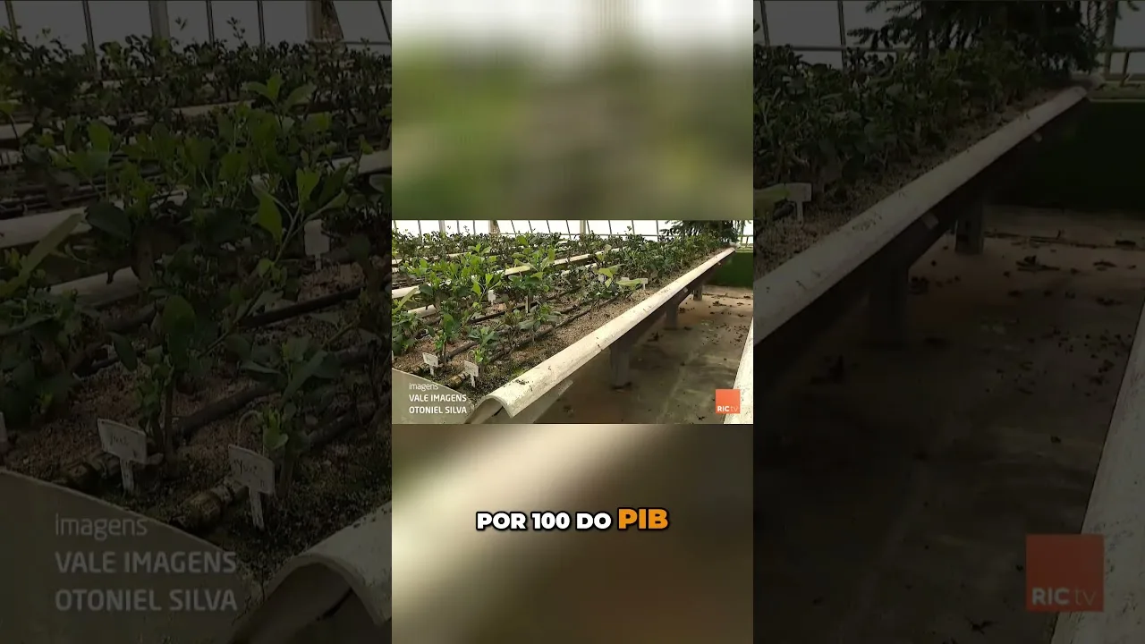 A história da erva-mate, o ouro verde do Paraná #ervamate #Paraná #história