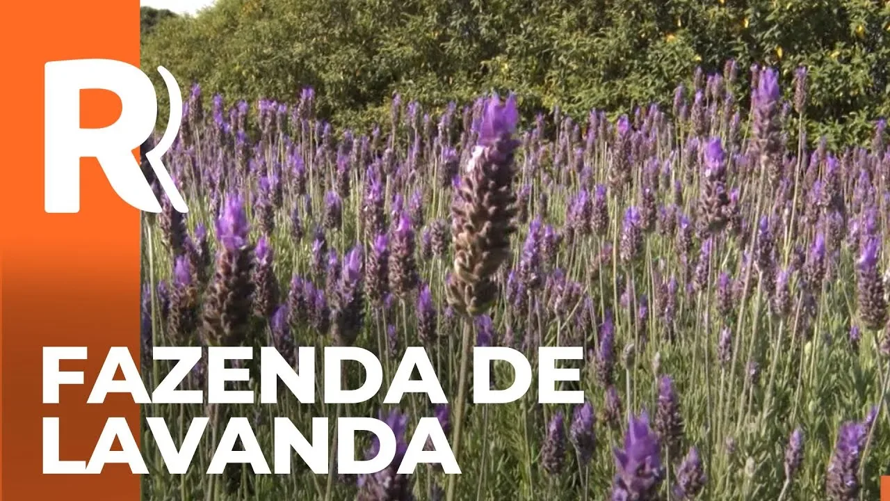 Conheça a fazenda de lavandas no distrito de Bom Princípio